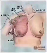 乳腺疏通